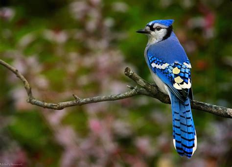 are blue jays rare birds